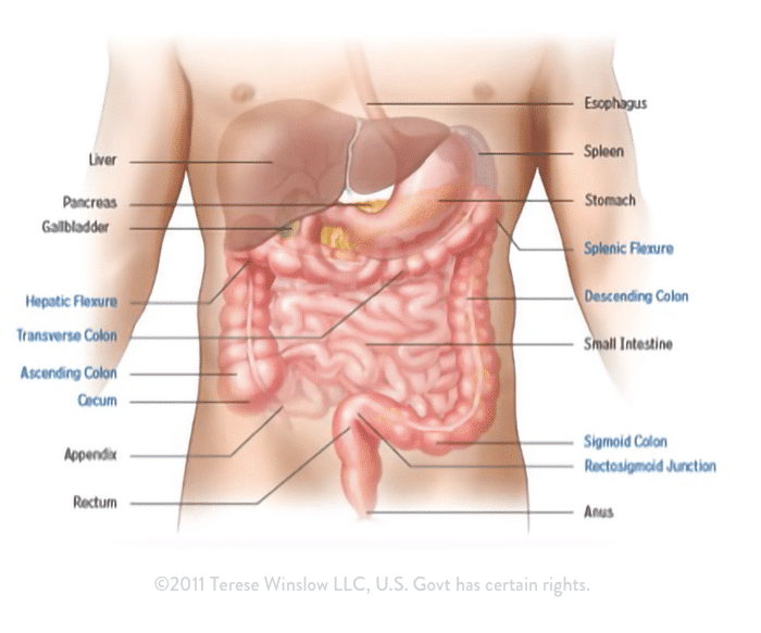 gastro intestinal gastro intestinal