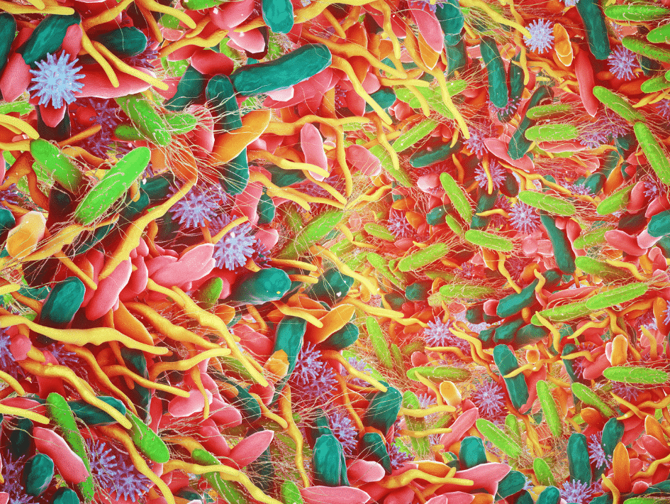 BLOG POSTS MAY gut micriobiome