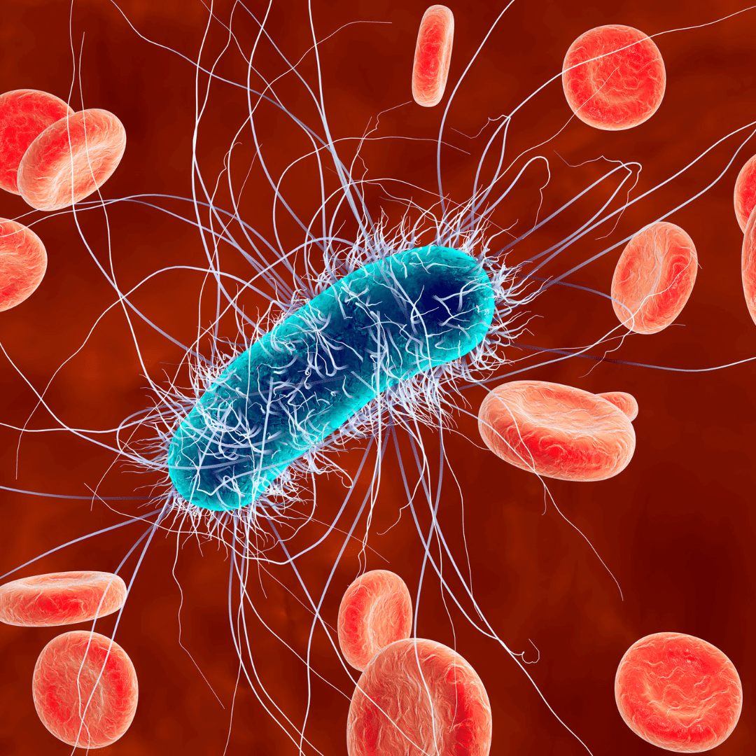 E. coli